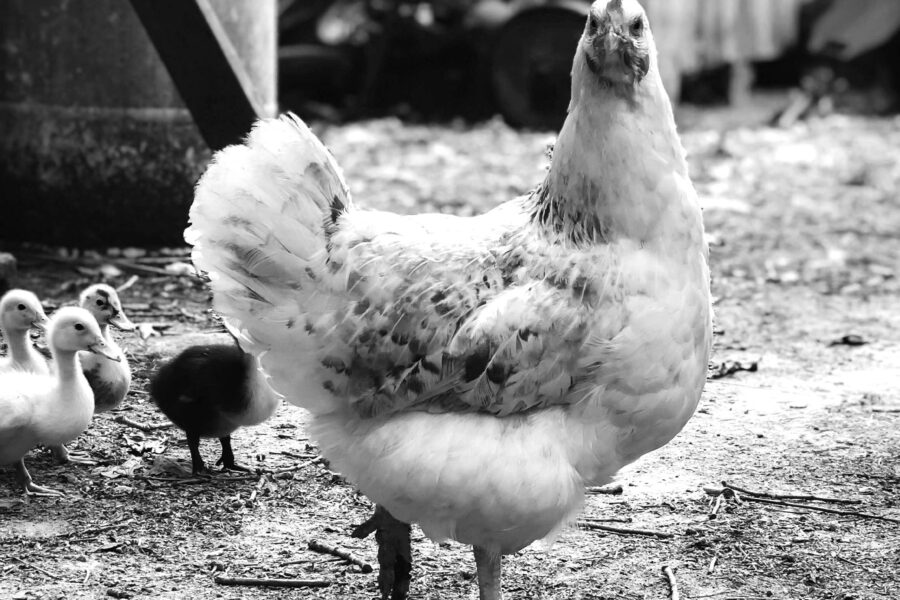 Facturation électronique et régime agricole – Le 15 janvier 2026